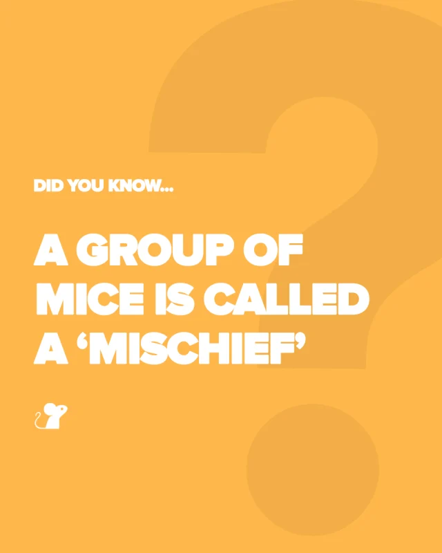 ❓Did you know❓
A group of mice is called a ‘mischief’? 

🐭 Here are some snaps of what this mischief has been getting up to so far in August. 🐭