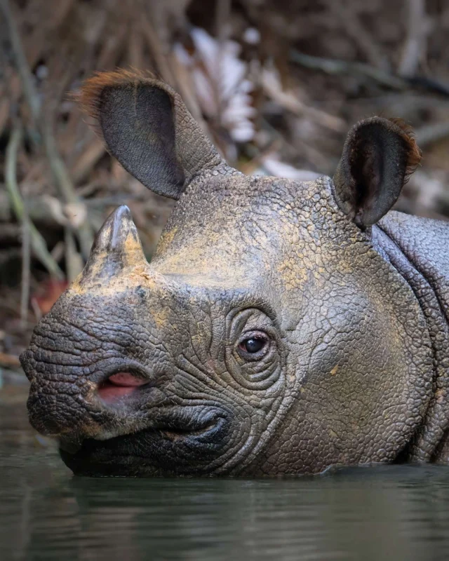 We are so excited to share the website we have designed and built for Edge Group Conservation - a fantastic team working to bring the Javan rhino back from the edge of extinction. 🦏🌏

We designed a sleek, responsive, and user-focused website to showcase their charity and help them grow online, enabling them to bring their vision to life.

It was such a pleasure working with the team at Edge to create a digital presence that truly reflects their mission and values.

Thank you for trusting us with this project. We’re proud to have been part of your journey and look forward to seeing the incredible difference you continue to make.

https://www.edgegroupconservation.org/